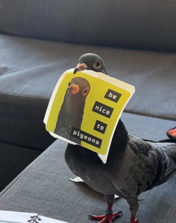 A pigeon holding a piece of paper which reads "be nice to pigeons".