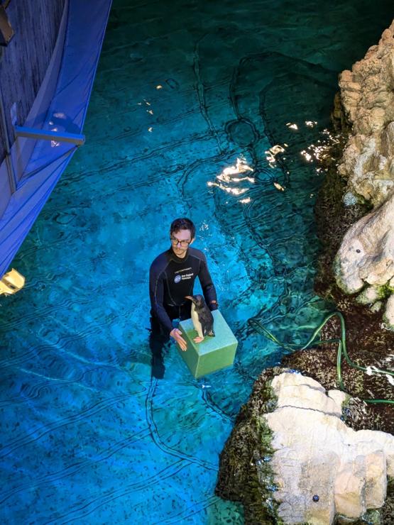 View from the second floor overlooking a penguin habitat in an aquarium. A human in a wetsuit is standing in water up to his waist, both hands holding a floating plastic cube, about 1 foot per side. There is a small penguin standing upright on top of the cube looking nonchalant.