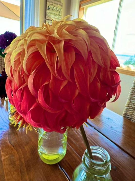 Gorgeous, huge dahlia with long drooping petals in yellow, orange, red ombre. Looks like Animal's (from tbe muppet's) head, truly