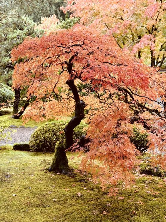 Japanese Maple in full fall red color