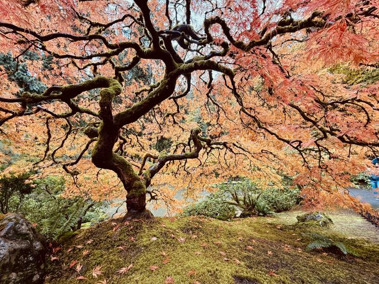 Japanese Maple in full fall red color