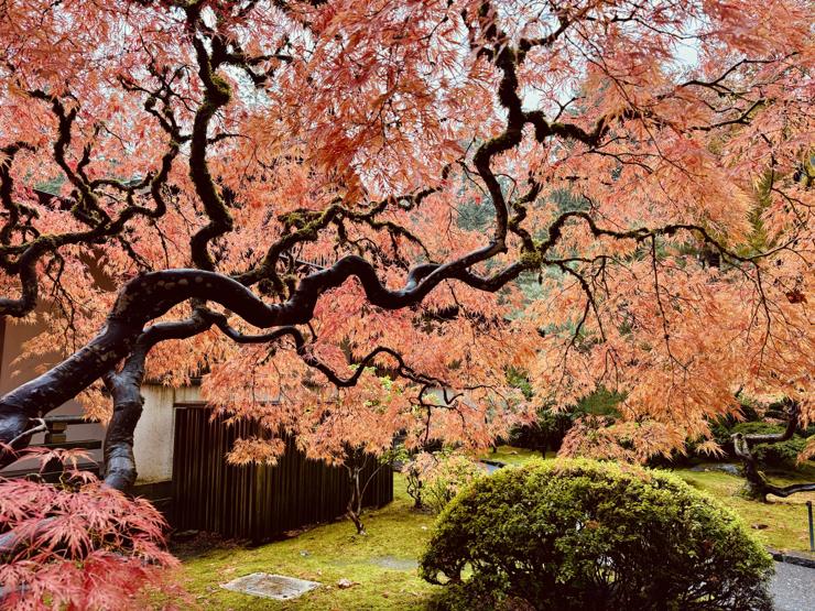 Japanese Maple in full fall red color