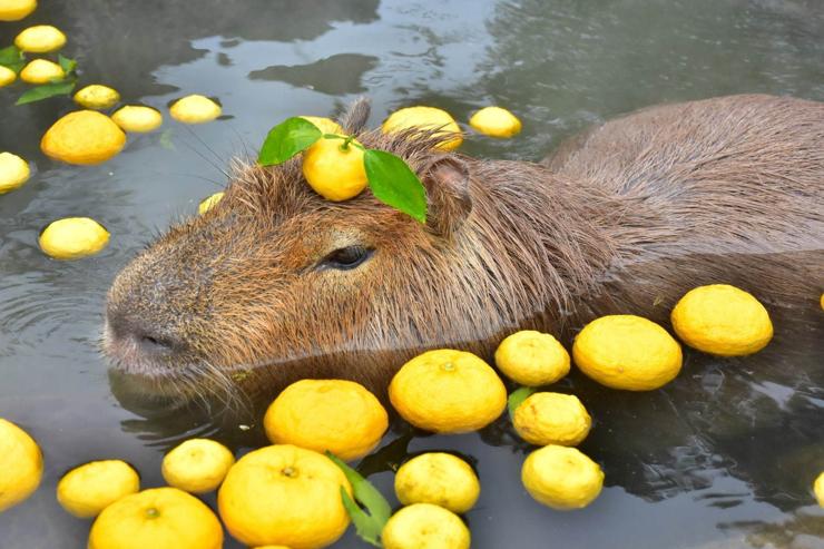 Capybara relaxing in a 'yuzu bath' at Izu Shoboten Zoo.

Image thanks-🙇‍♂️ 
https://fashion-press.net.