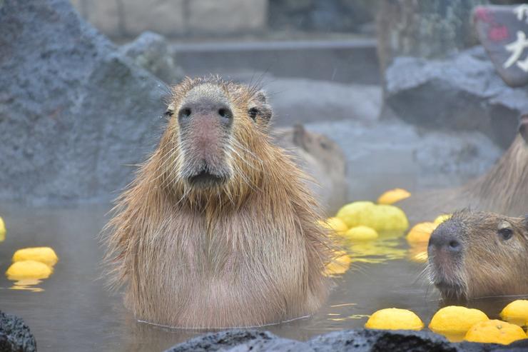 Capybara relaxing in a 'yuzu bath' at Izu Shoboten Zoo.

Image thanks-🙇‍♂️ 
https://shaboten.co.jp.