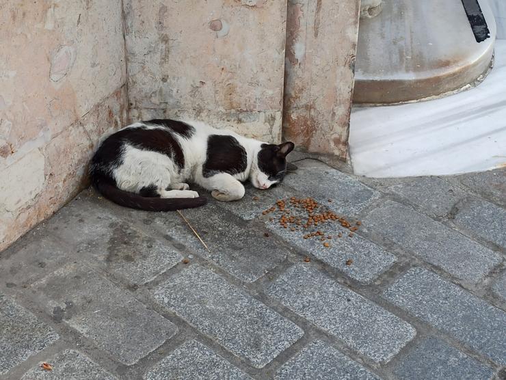 A white and black spotted cat sleeping next to a handful of kibble. 