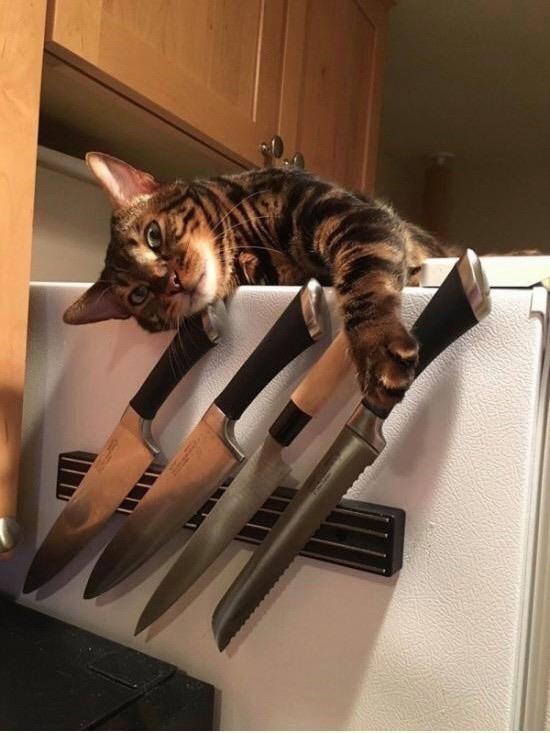 A tabby cat is lying on top of the fridge with one paw out caressing a row of knives. 