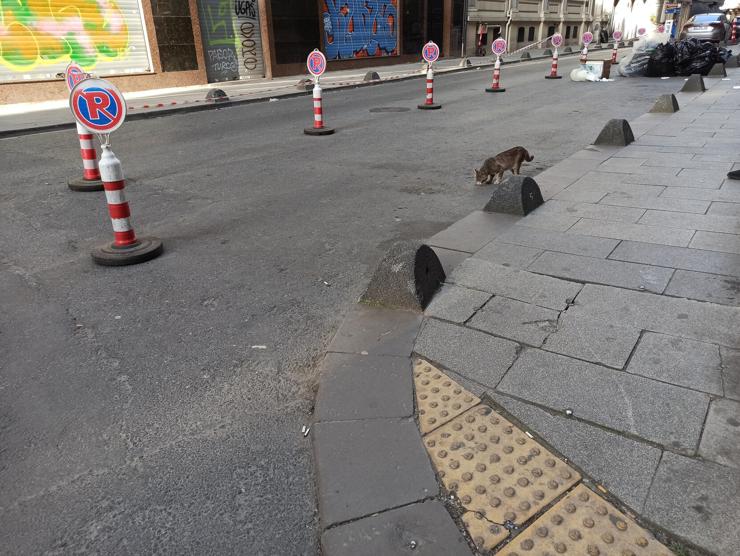 A tabby wandering the streets of Istanbul. 