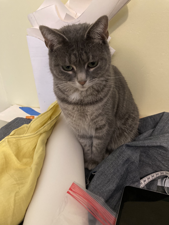 Pepper the grey tabby is sitting in the middle of my sewing table on top of my fabric and patterns. They were a mess before she showed up, but she’s not helping clean the up. 