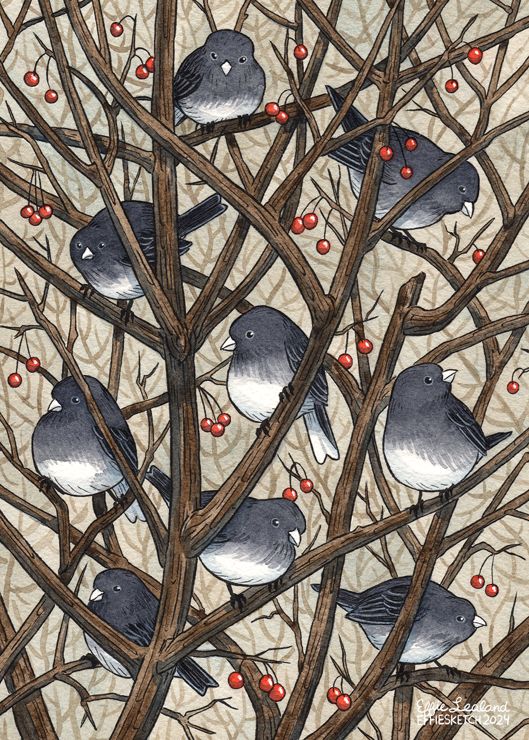 Watercolor illustration of many dark-eyed juncos among some bare winter branches with red berries.