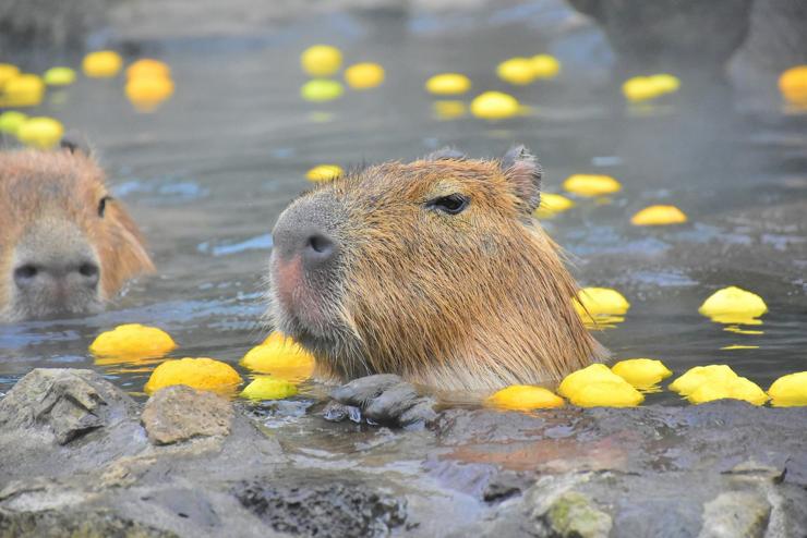 Capybara relaxing in a 'yuzu bath' at Izu Shoboten Zoo.

Image thanks-🙇‍♂️ https://inatorionsen.or.jp.