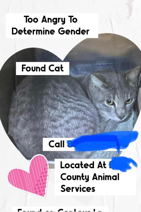 'found cat' notice from animal services captioned Too Angry to Determine Gender'
