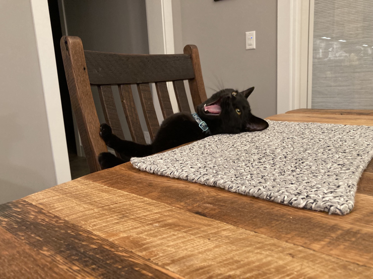Cricket in her begging pose, sitting on the dining chair and leaning backwards so her head is upside down on the table. Her mouth is open like she’s shouting.