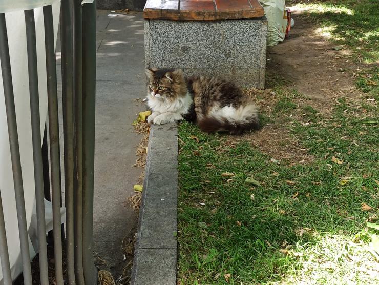 A floofy grey and white cat lounging in Sirkeci park. 