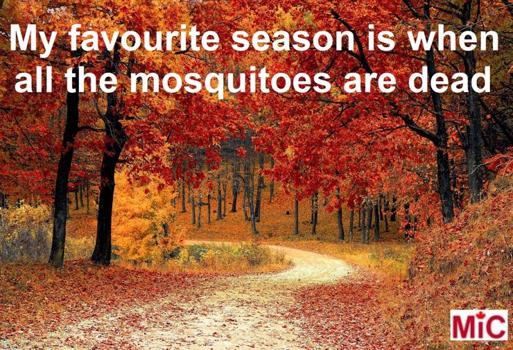 Image of colourful autumn trees with caption:
My favourite season is when all the mosquitoes are dead.