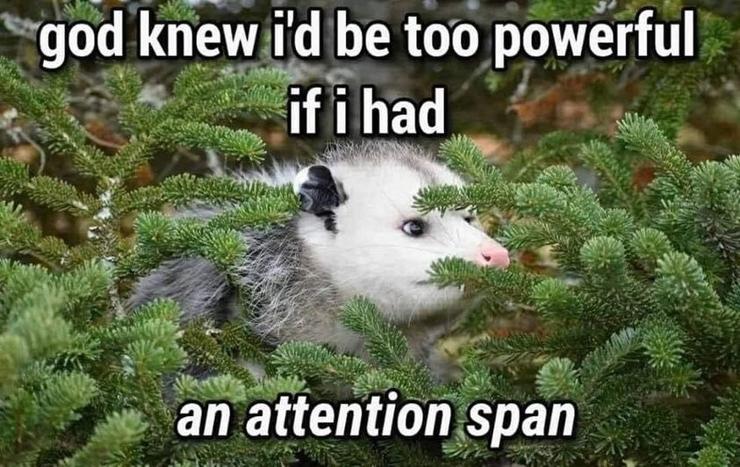 A baby opossum peeking through green foliage with a humorous caption about not having an attention span.