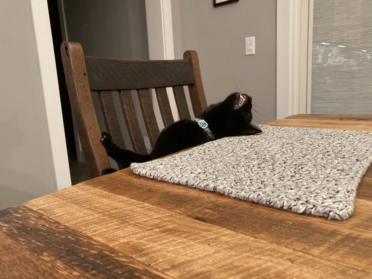 My black cat Cricket in the same begging pose with an agonized grimace.