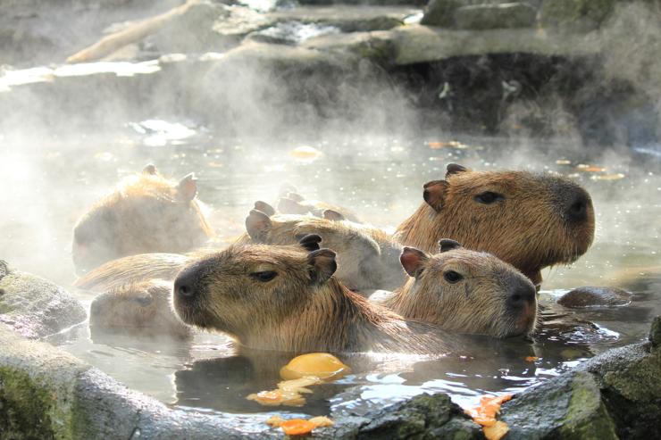 Capybara relaxing in a 'yuzu bath' at Izu Shoboten Zoo.

Image thanks-🙇‍♂️ 
https://atpress.ne.jp.