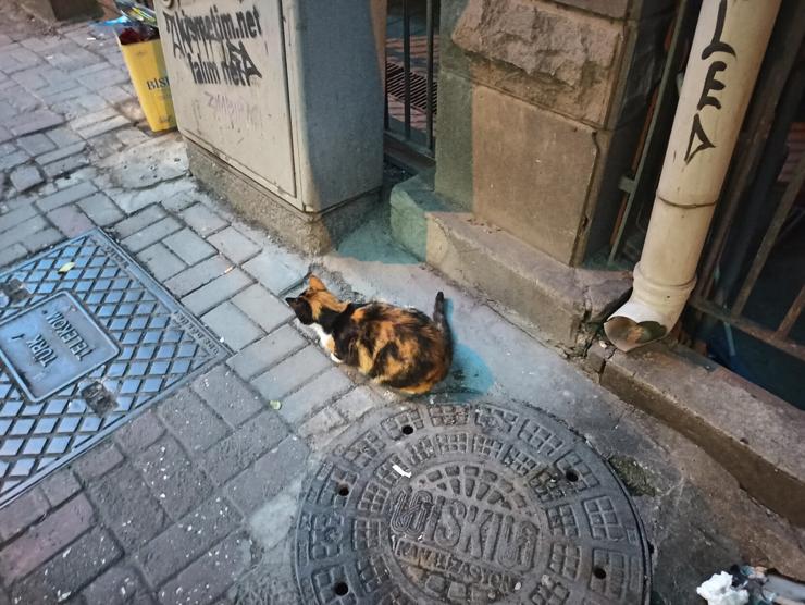 A vibrantly coloured orange and black tortie. 