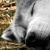 @gray17@mastodon.social