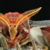 attacus's avatar